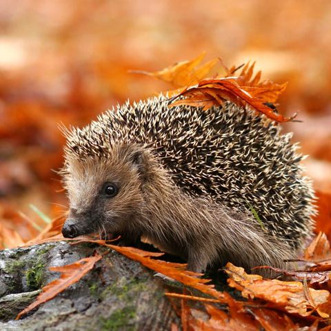 Autumn 2026